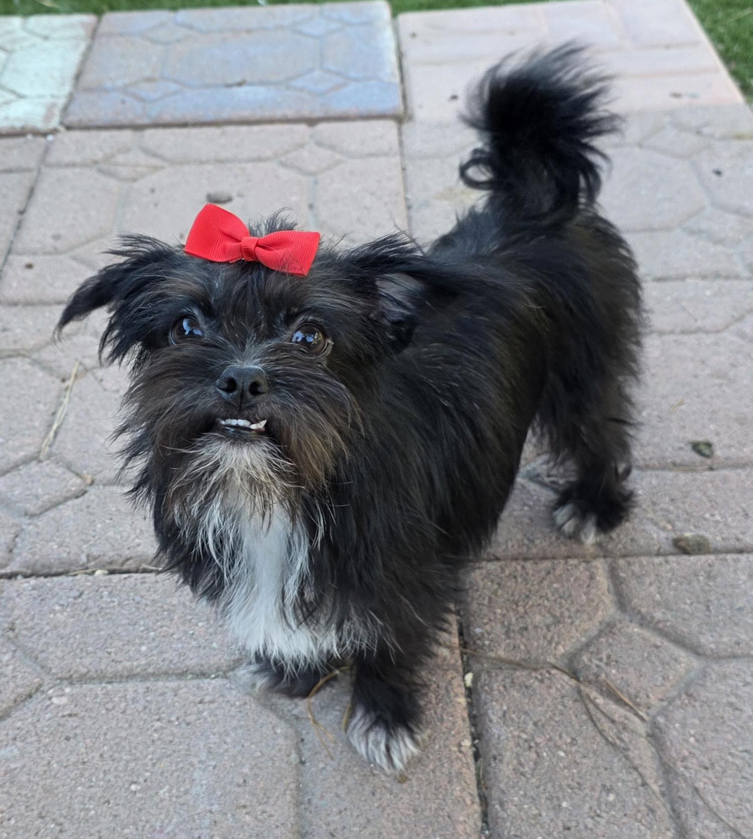 Enlarge Cleo, a Adoptable Affenpinscher in Fallbrook, CA image 5/6