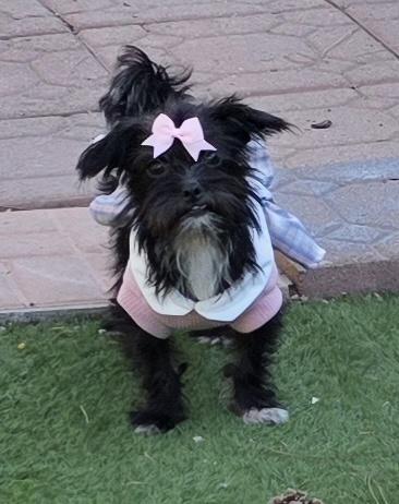 Enlarge Cleo, a Adoptable Affenpinscher in Fallbrook, CA image 4/6
