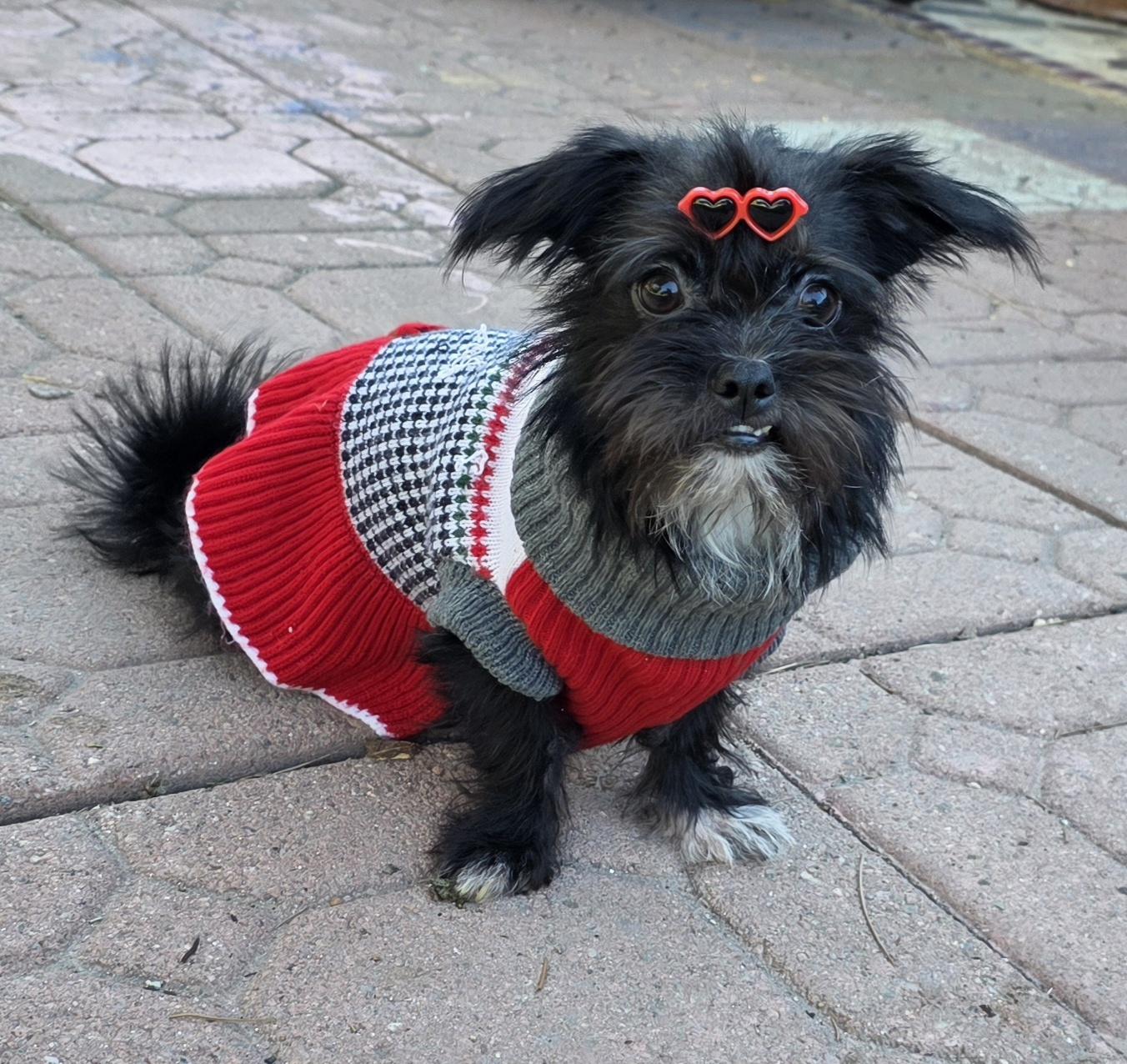 Enlarge Cleo, a Adoptable Affenpinscher in Fallbrook, CA image 3/6