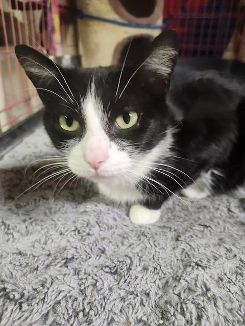 Enlarge Evie, a ADOPTABLE Domestic Short Hair in Brockport, NY image 1/1