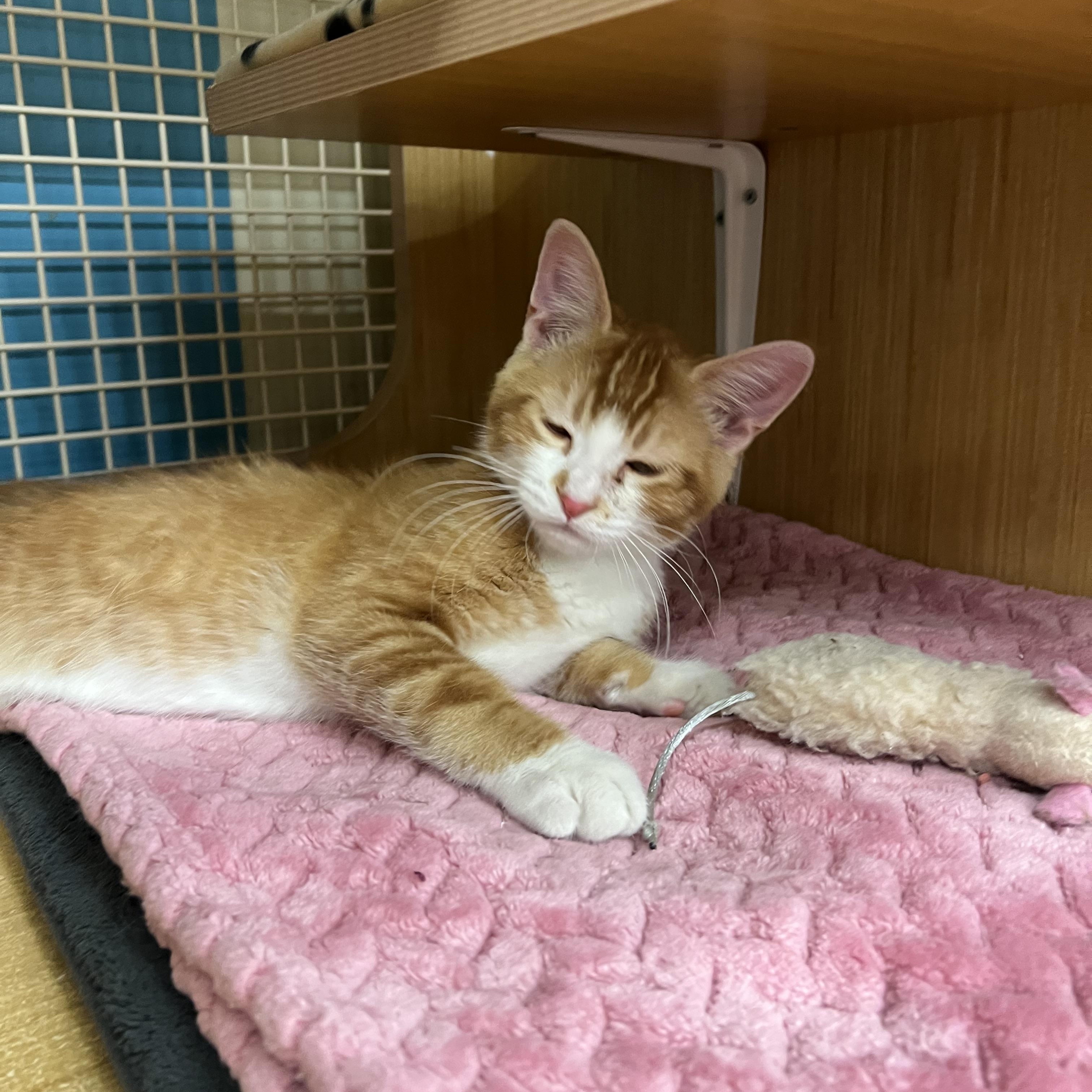 Blaze, an adopted Domestic Short Hair in Manhattan, KS image 3/3