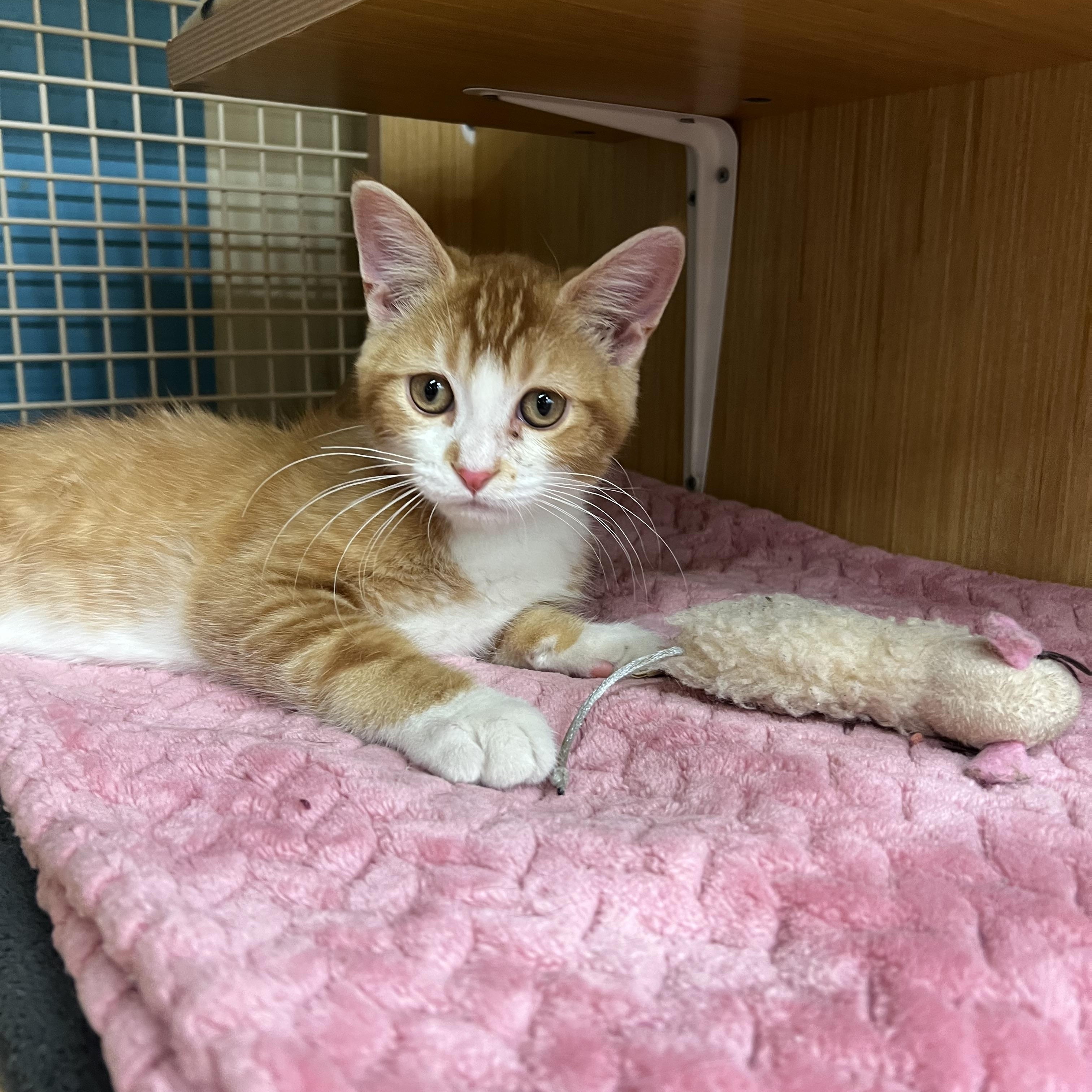 Blaze, adopted, Kitten Male Domestic Short Hair.