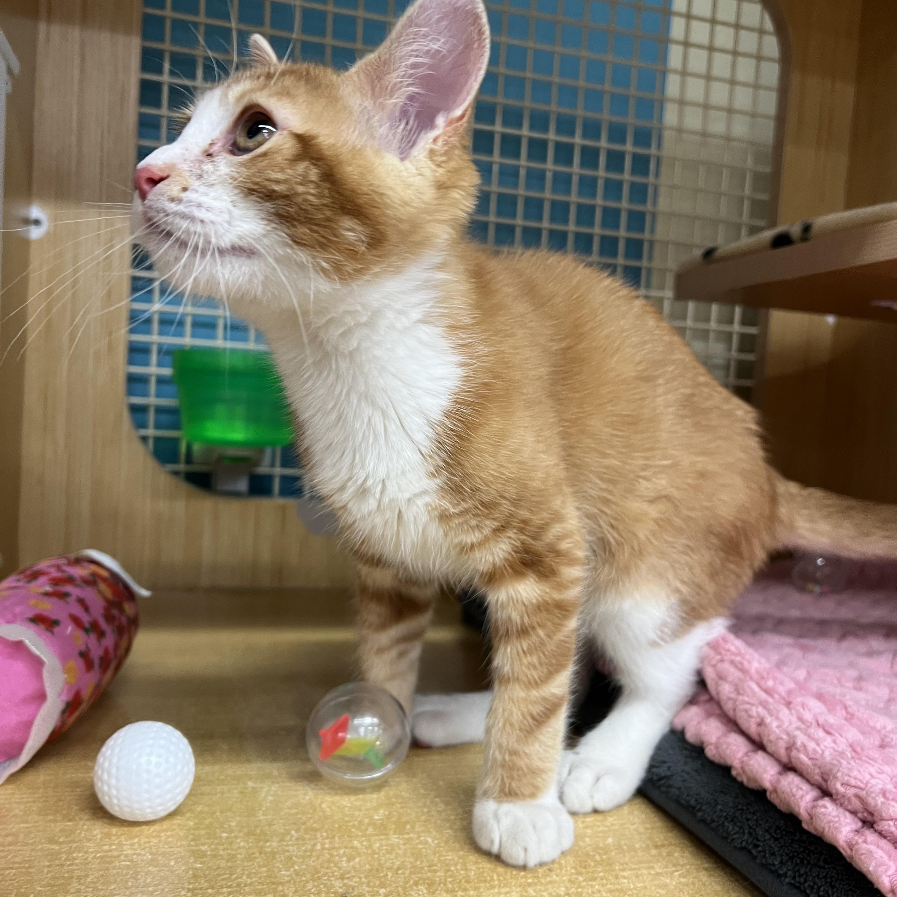 Blaze, an adopted Domestic Short Hair in Manhattan, KS image 2/3