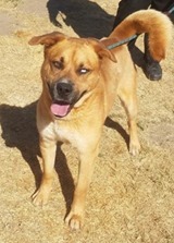 Ezra, an adoptable Golden Retriever & Husky Mix in Oakhurst, CA_image-1
