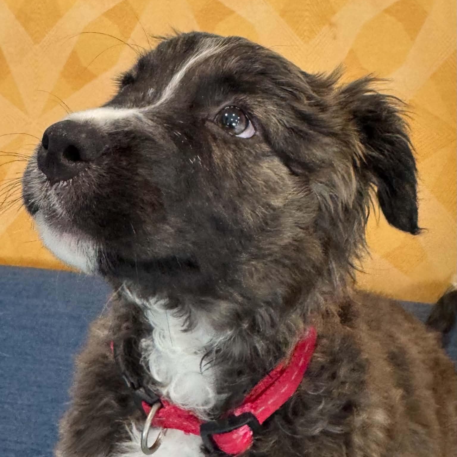 Blaster, a ADOPTABLE mixed breed in Danbury, CT image 2/6
