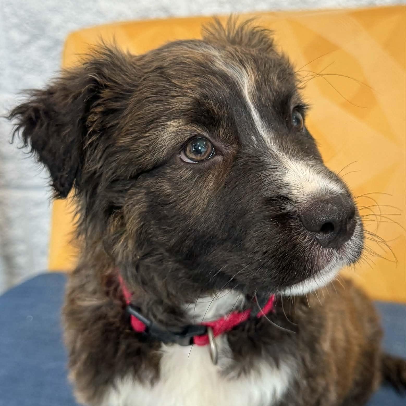 Blaster, a ADOPTABLE mixed breed in Danbury, CT image 4/6
