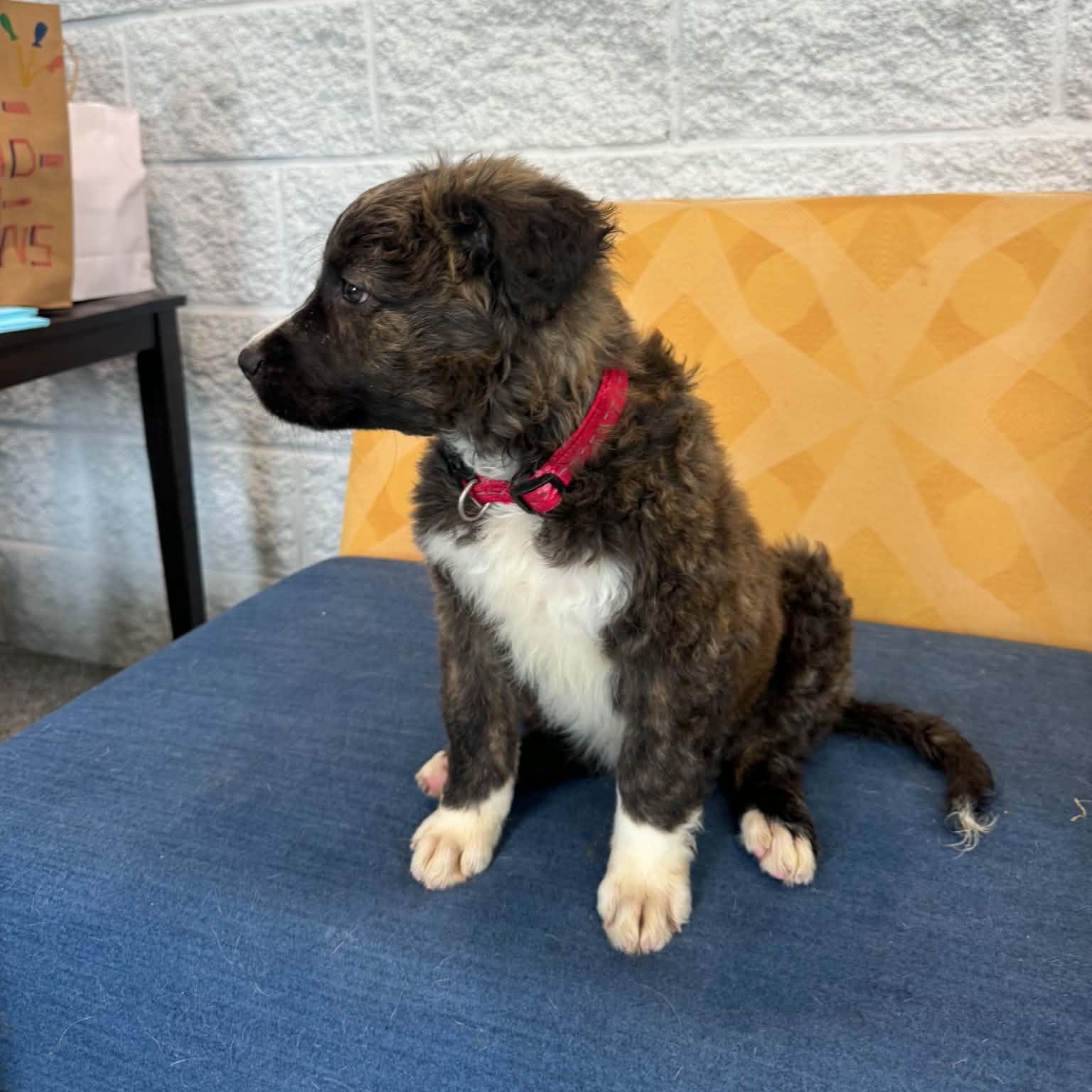 Blaster, a ADOPTABLE mixed breed in Danbury, CT image 5/6