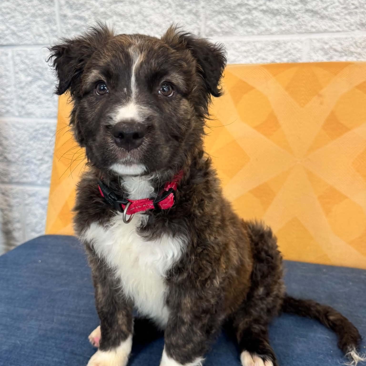 Blaster, ADOPTABLE, Puppy Female American Staffordshire Terrier.