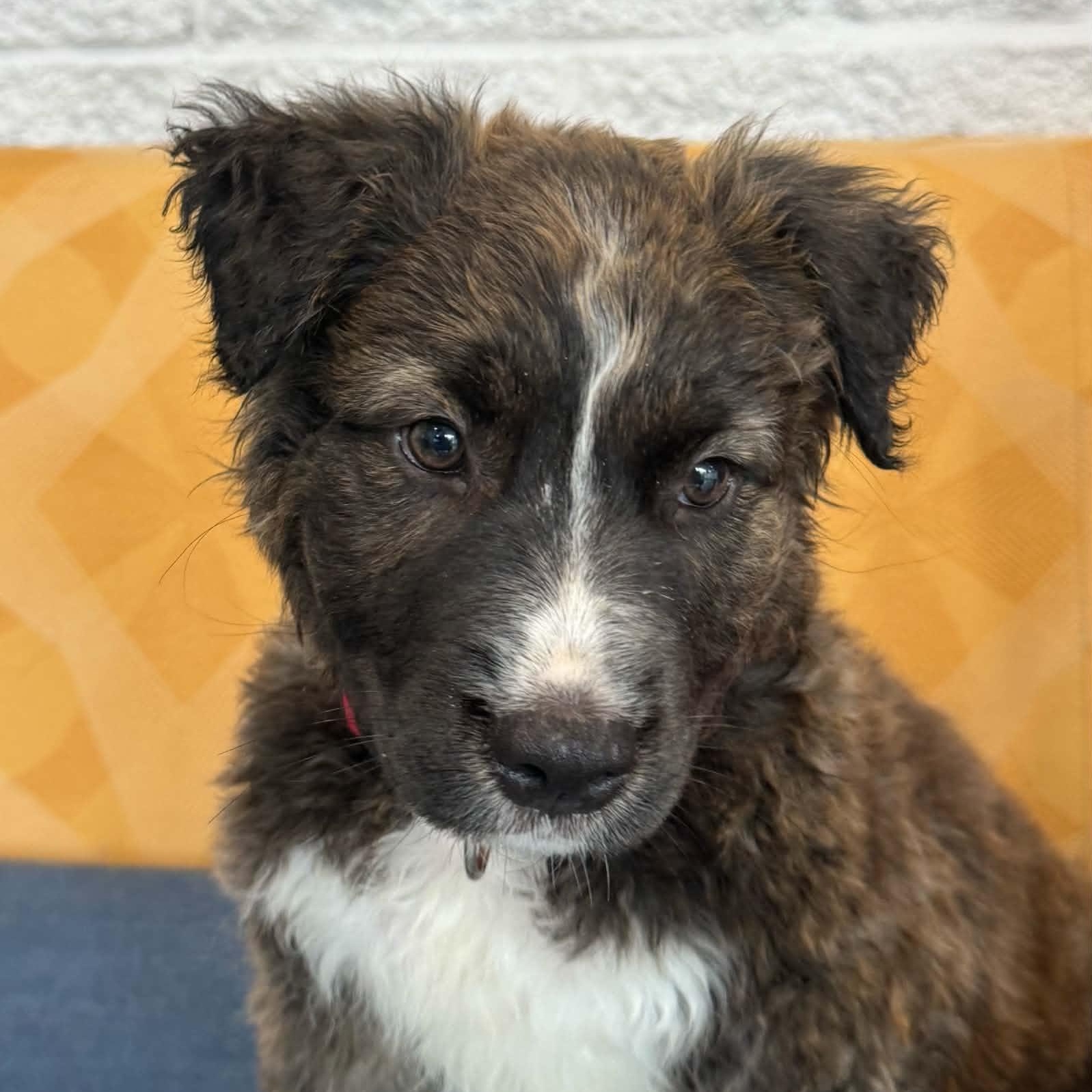 Blaster, a ADOPTABLE mixed breed in Danbury, CT image 6/6