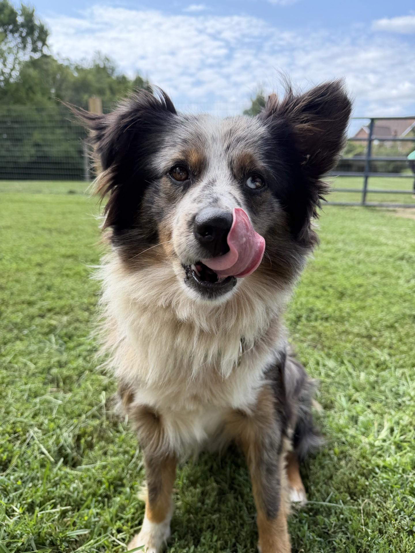 Enlarge Blue, a ADOPTABLE Australian Shepherd in South Charleston, OH image 1/1