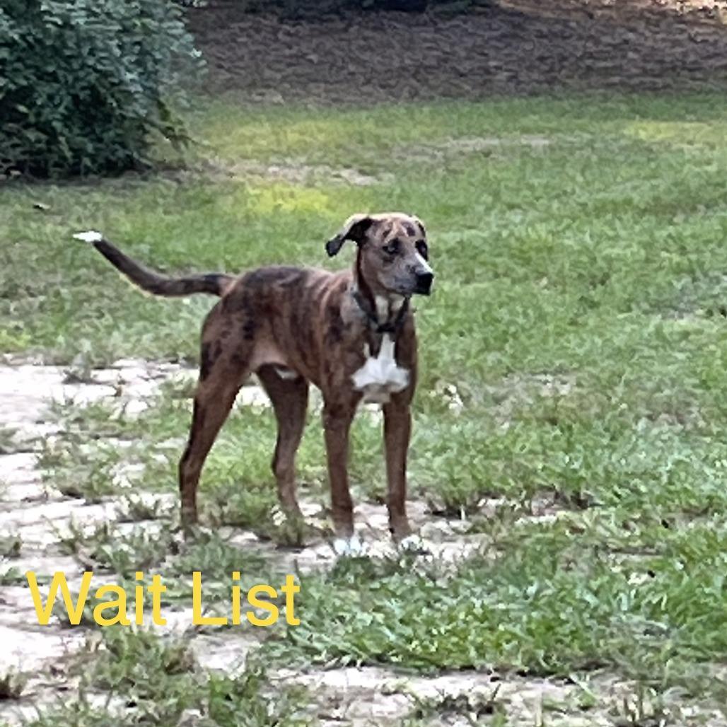 Unknown, Adoptable, Young Male Black Mouth Cur.