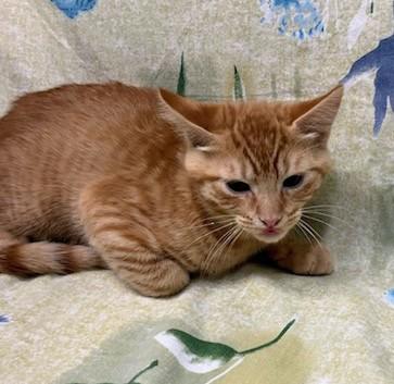 Enlarge Kyle, a Adoptable Domestic Short Hair in Payson, AZ image 2/2