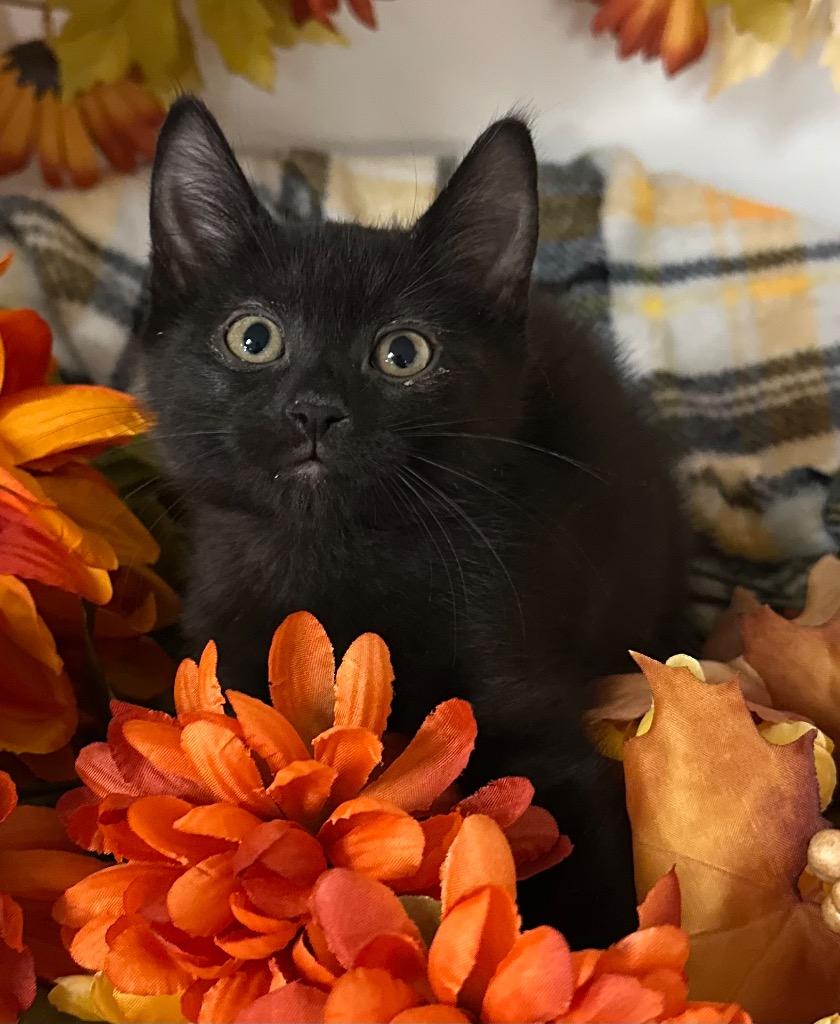 Enlarge 8/11/25 - Bella, a Adoptable mixed breed in Stillwater, OK image 1/1