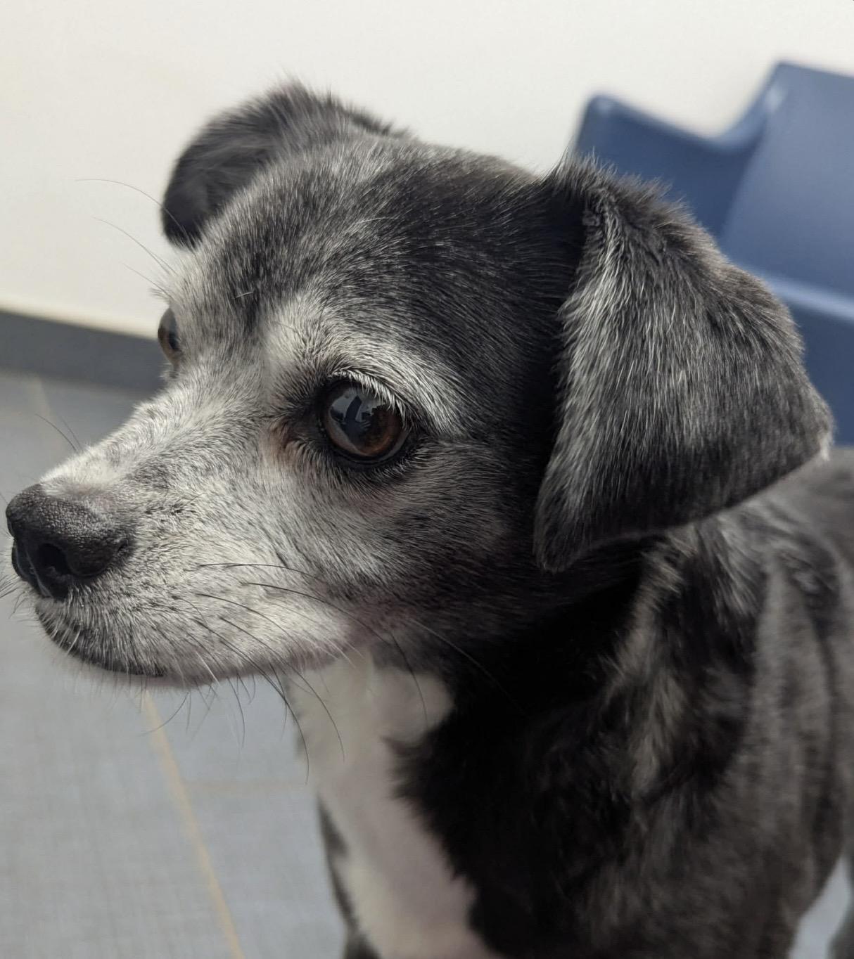 Rodeo, an adopted mixed breed in Pelham, NH image 4/5