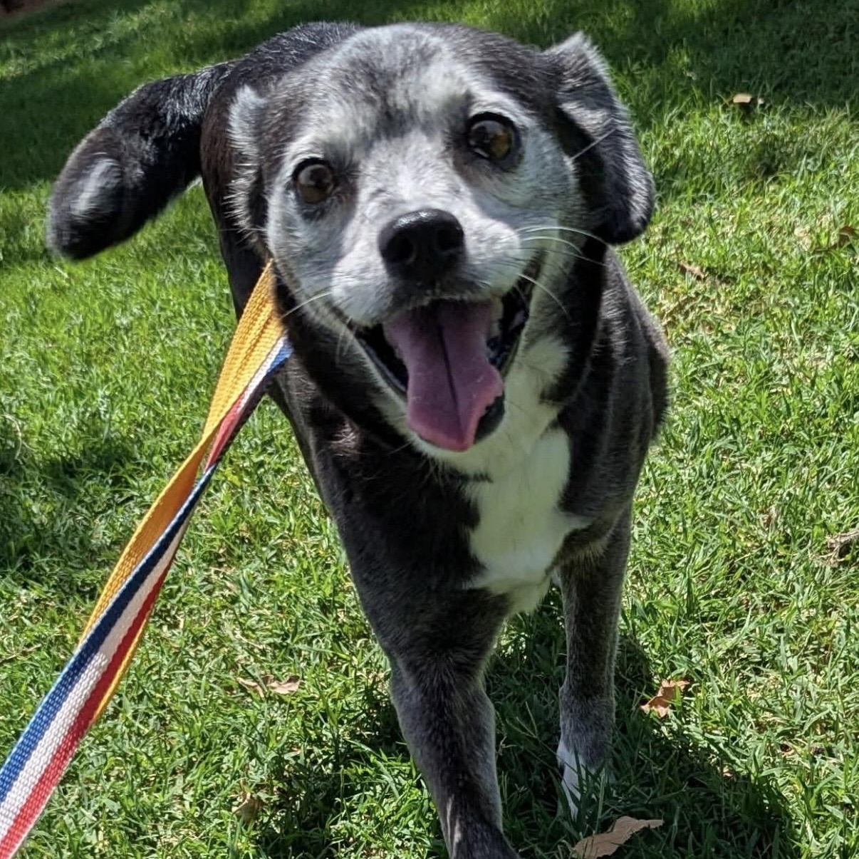 Rodeo, an adopted mixed breed in Pelham, NH image 1/5