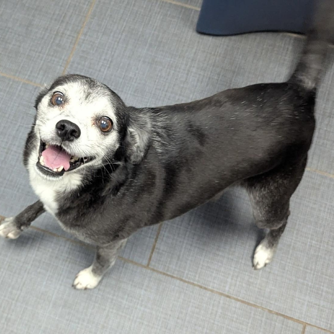 Rodeo, an adopted mixed breed in Pelham, NH image 2/5
