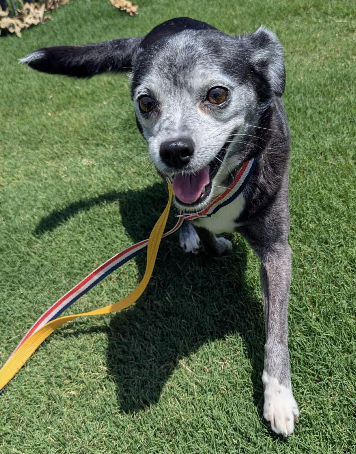 Rodeo, an adopted mixed breed in Pelham, NH image 5/5