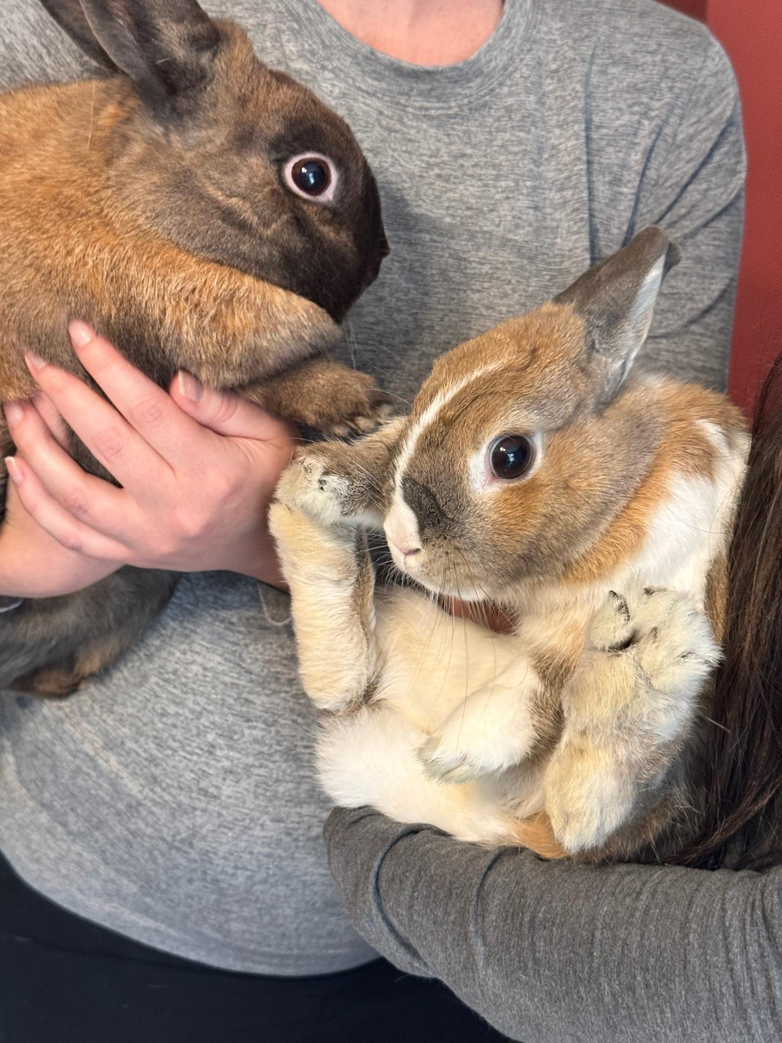 Bonnie and Clyde, a Adoptable Dwarf in Norwalk, CT image 1/2