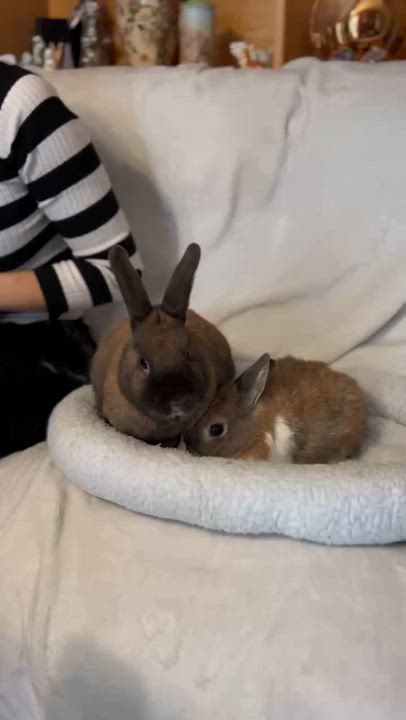 Enlarge Bonnie and Clyde, a Adoptable Dwarf in Norwalk, CT video 2/2