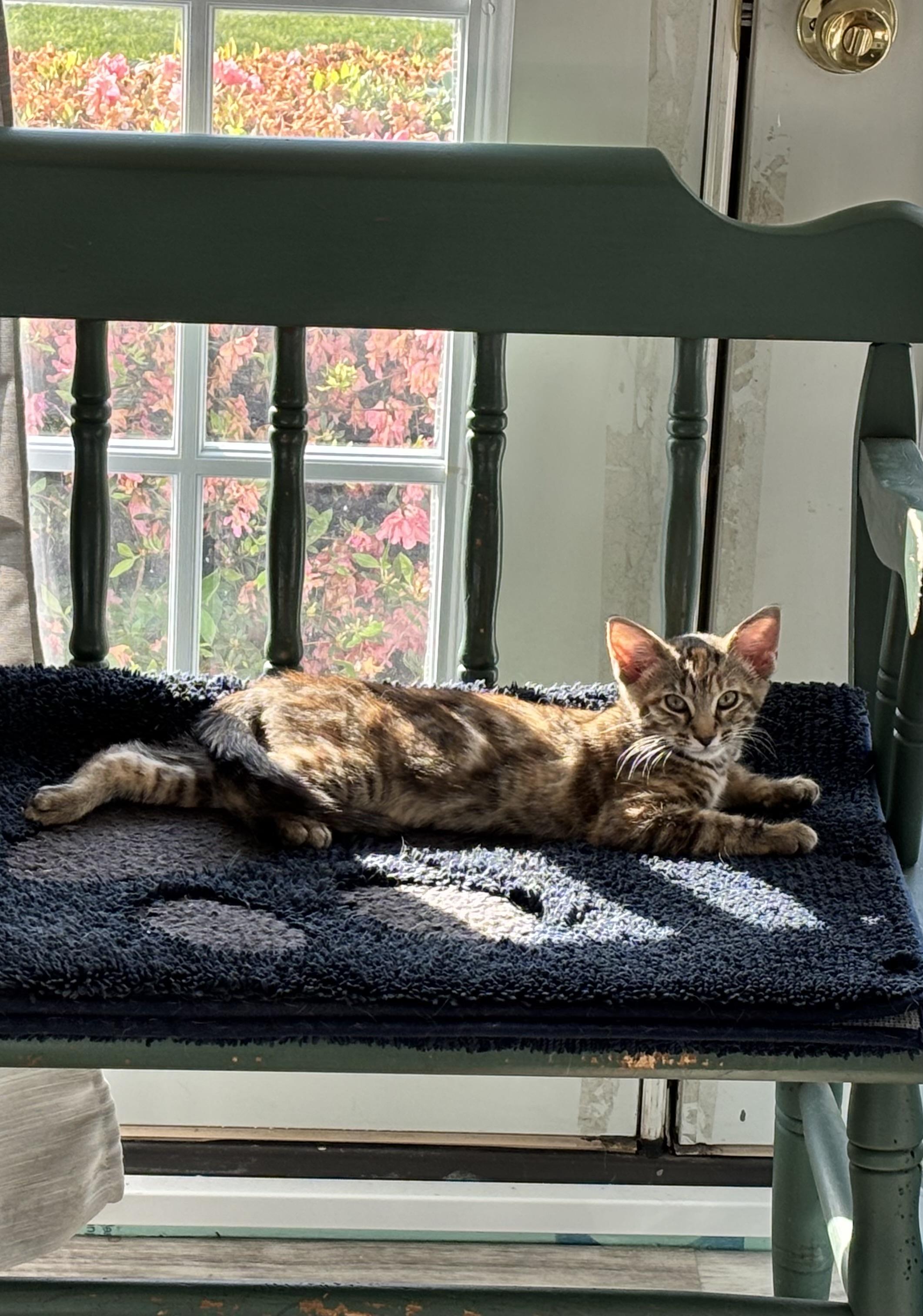 Dot - Courtesy Post, ADOPTABLE, Kitten Female Domestic Short Hair.