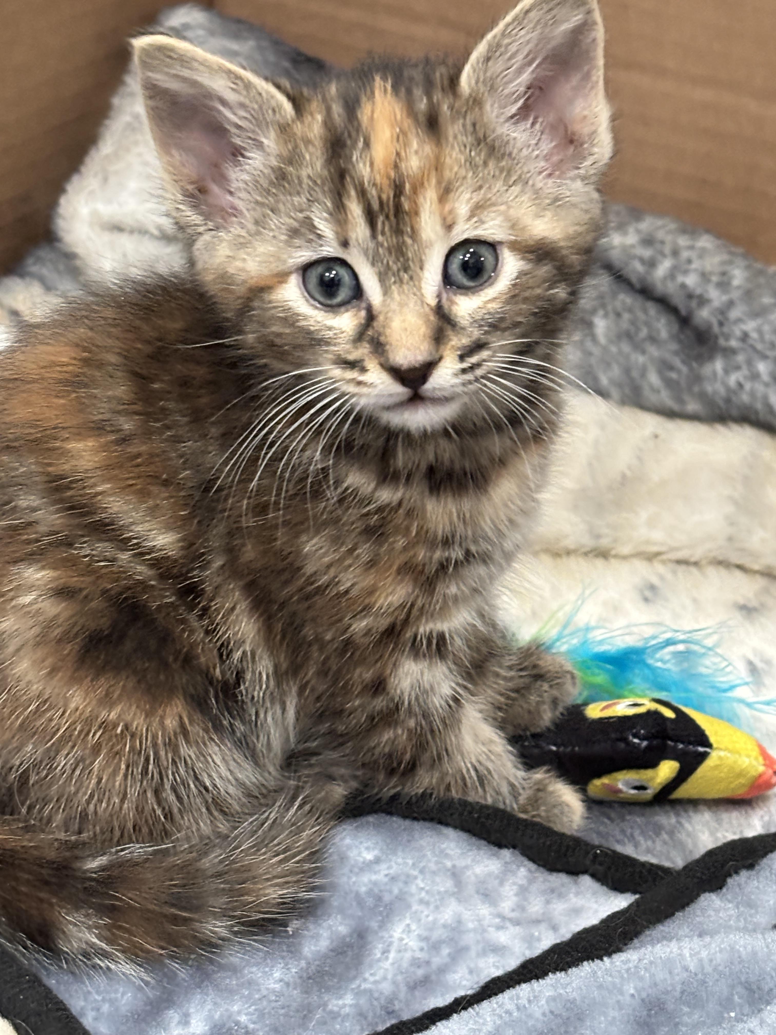 Dot - Courtesy Post, a ADOPTABLE Domestic Short Hair in Columbia, MD image 2/2