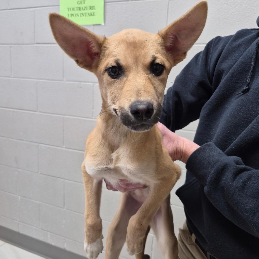 Vamprina, Adoptable, Puppy Female Shepherd.