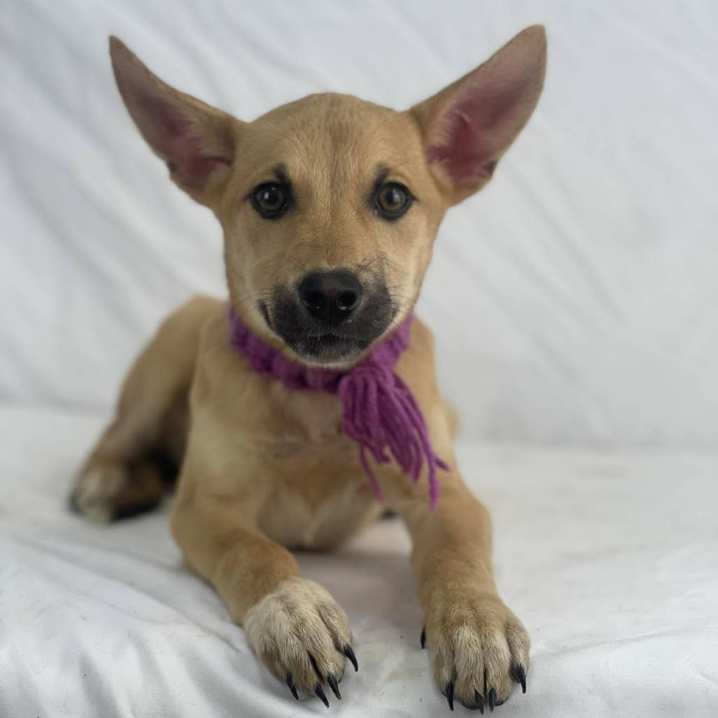 Enlarge Vamprina, a Adoptable Shepherd in Lufkin, TX image 2/2