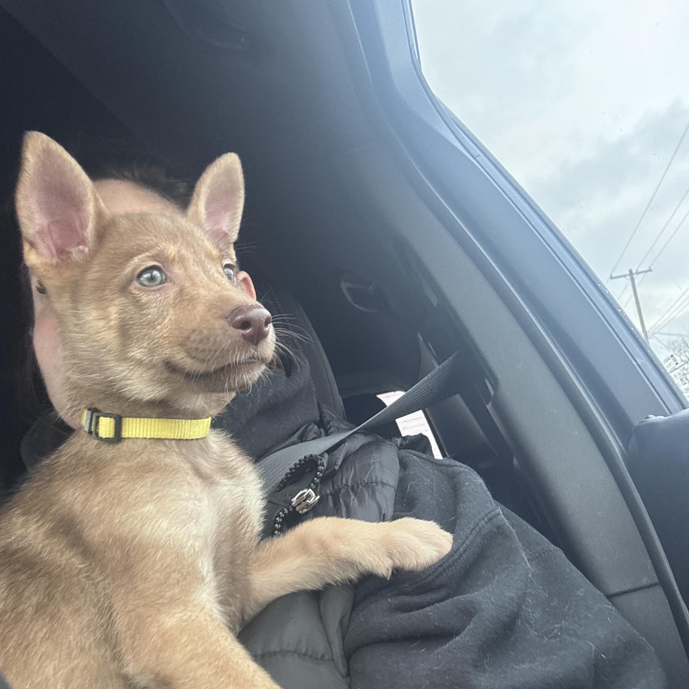 Maxwell, ADOPTABLE, Puppy Male Shepherd & Australian Shepherd.
