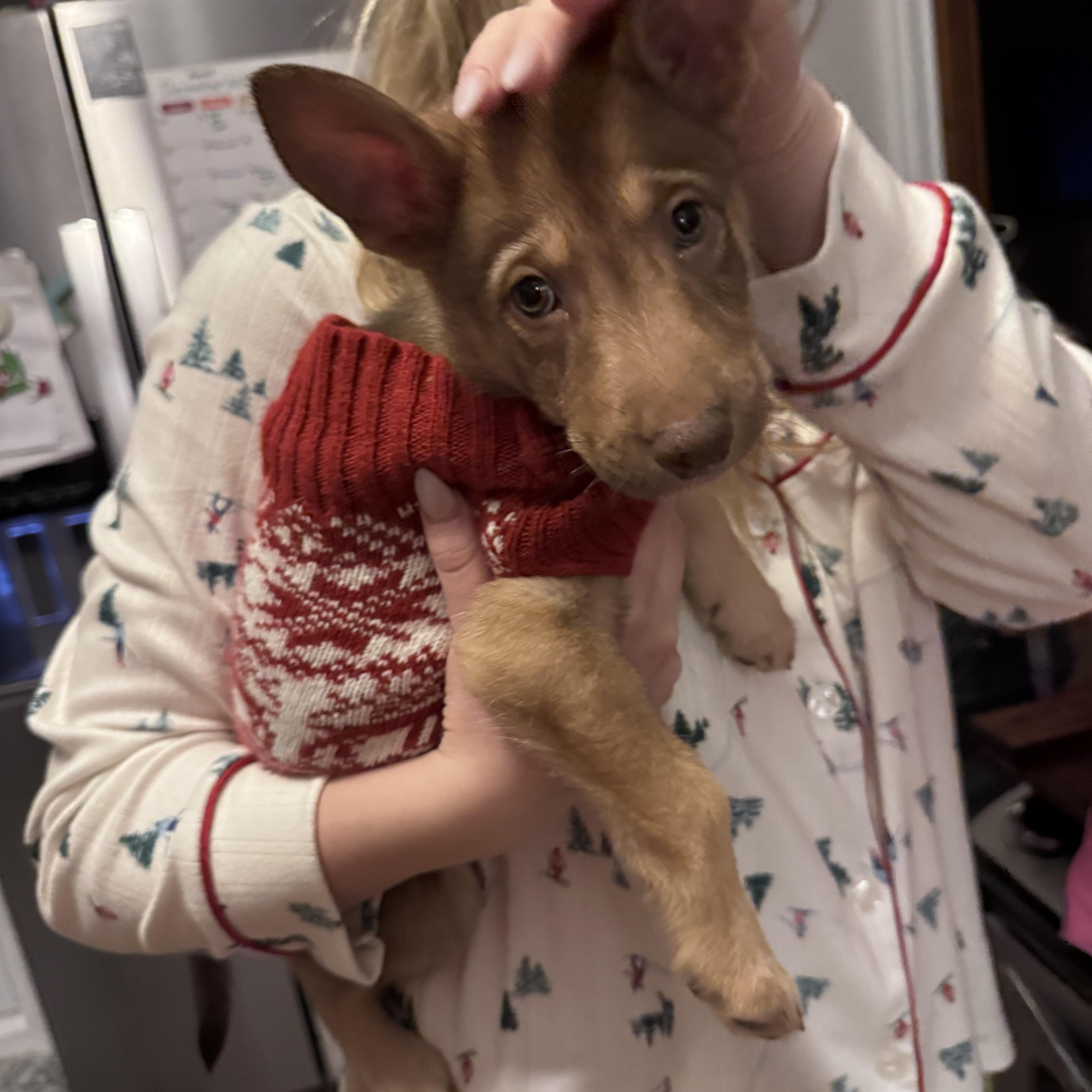 Enlarge Maxwell, a ADOPTABLE mixed breed in Youngstown, OH image 2/3