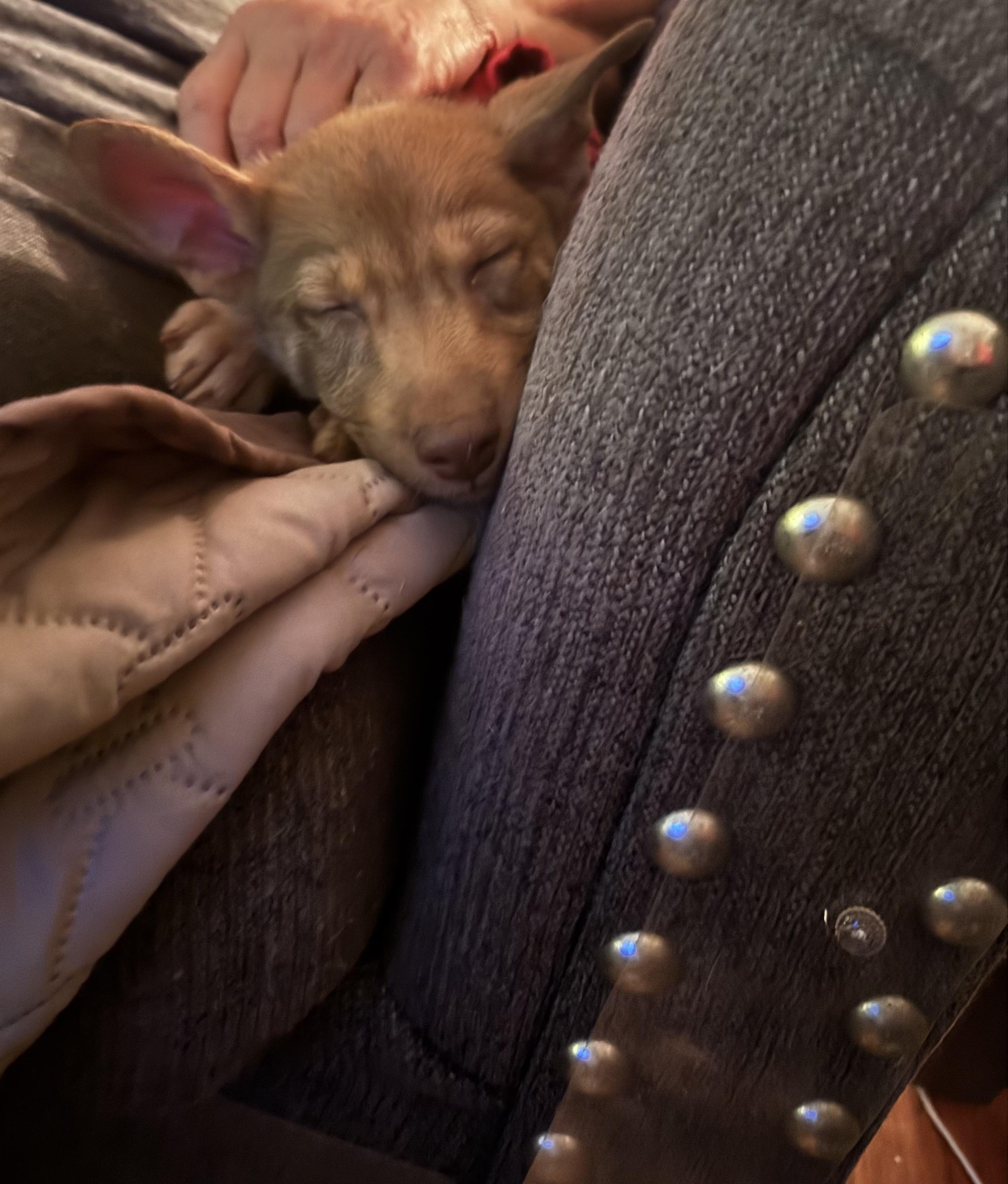 Enlarge Maxwell, a ADOPTABLE mixed breed in Youngstown, OH image 3/3