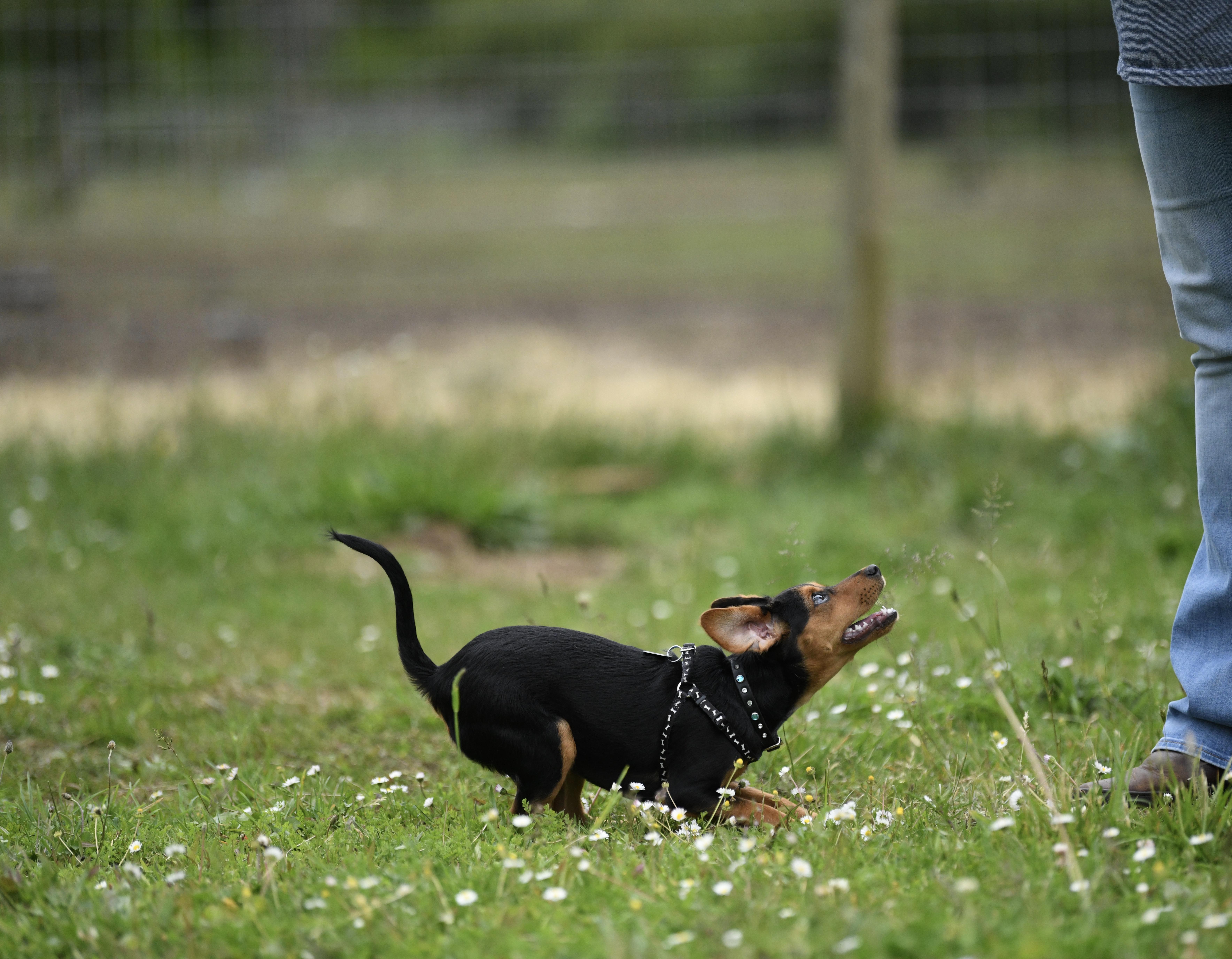 Enlarge Bee, a Adopted mixed breed in Oakville, WA image 4/5