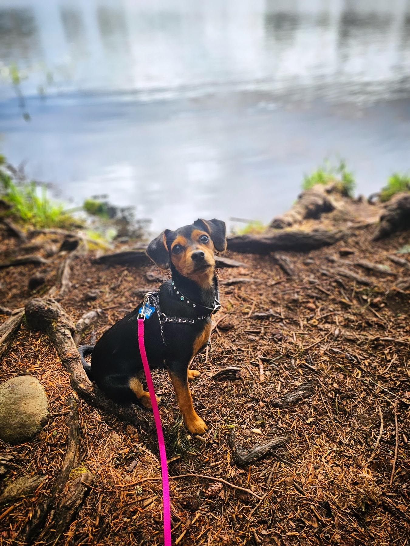 Enlarge Bee, a Adopted mixed breed in Oakville, WA image 2/5