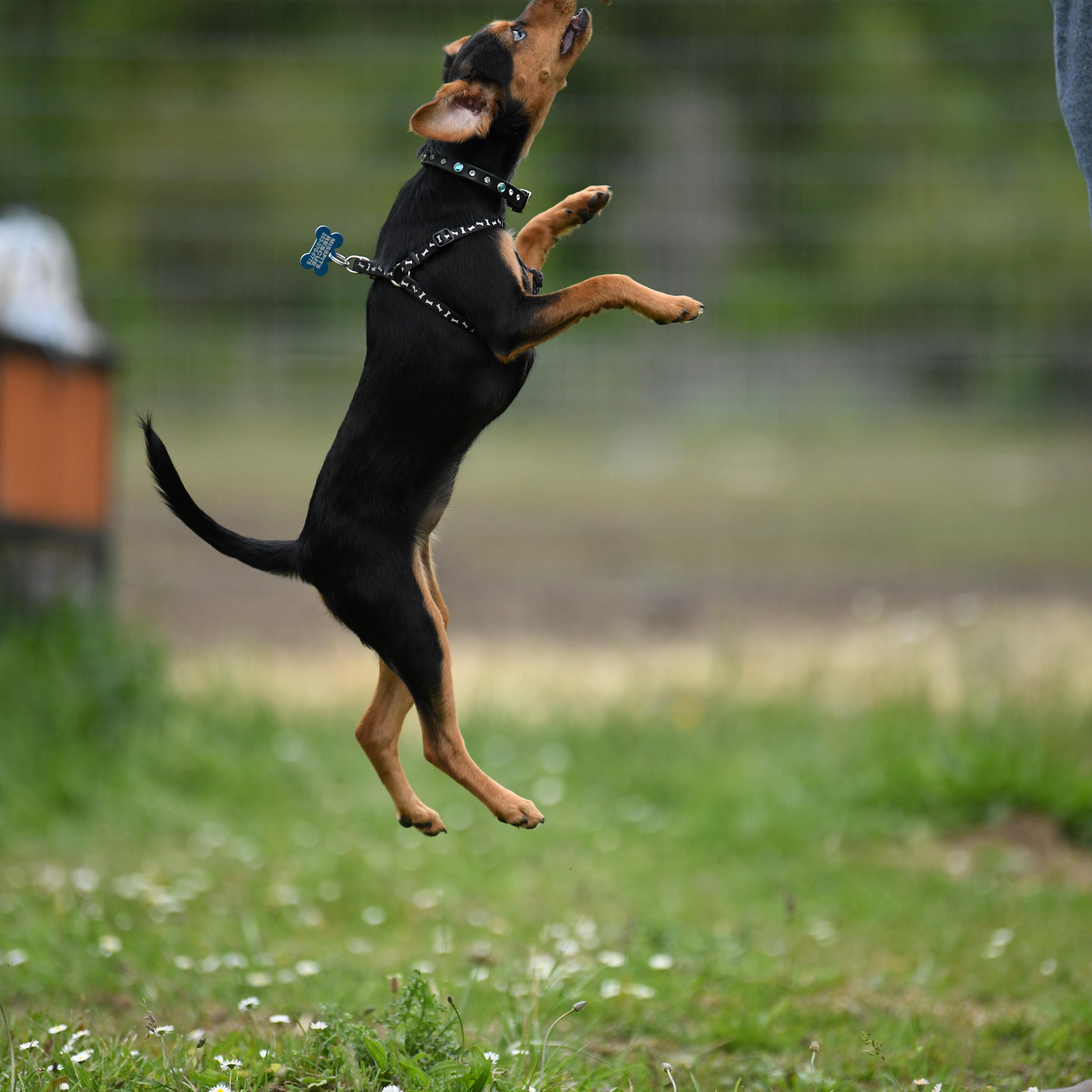Enlarge Bee, a Adopted mixed breed in Oakville, WA image 3/5