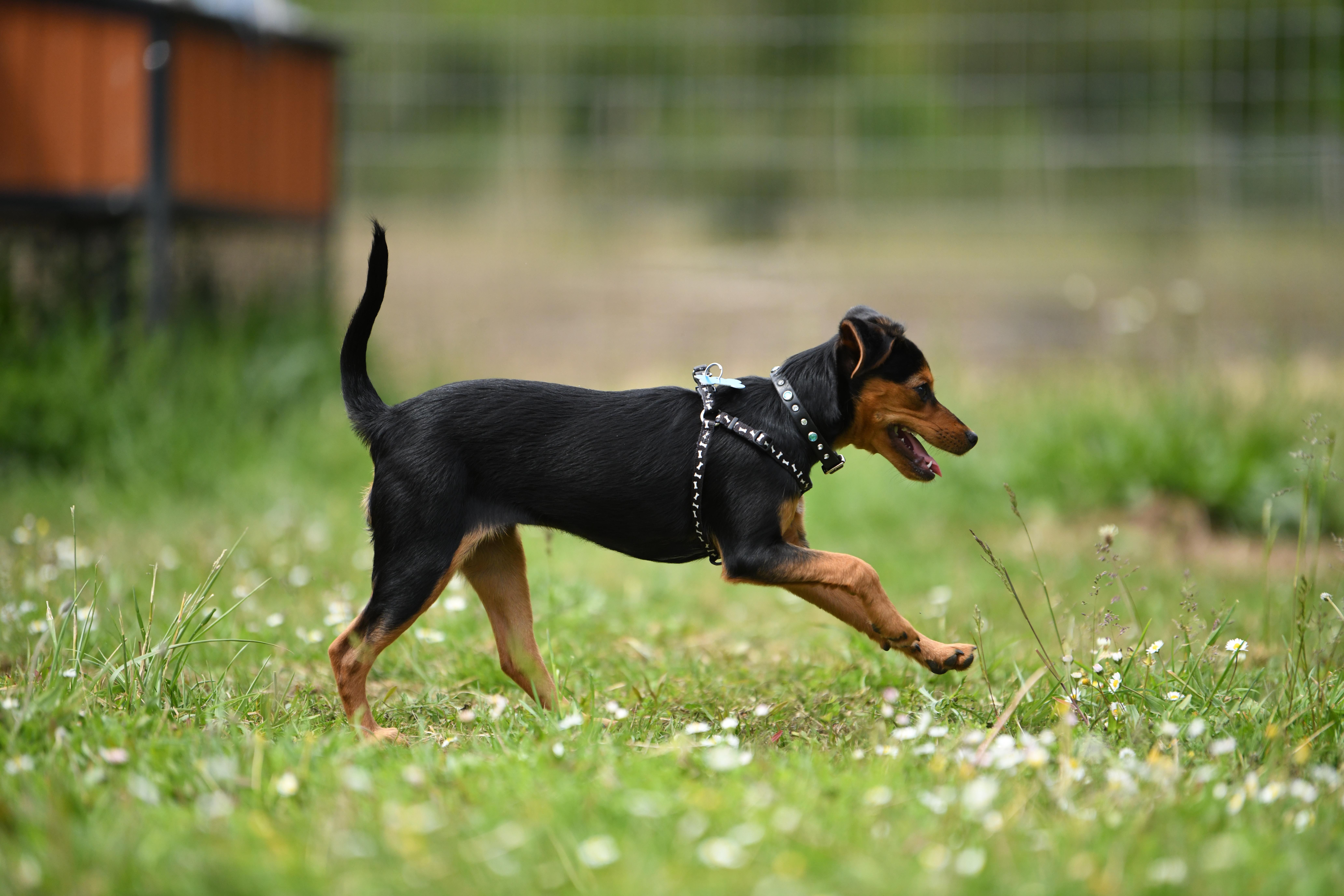 Enlarge Bee, a Adopted mixed breed in Oakville, WA image 5/5
