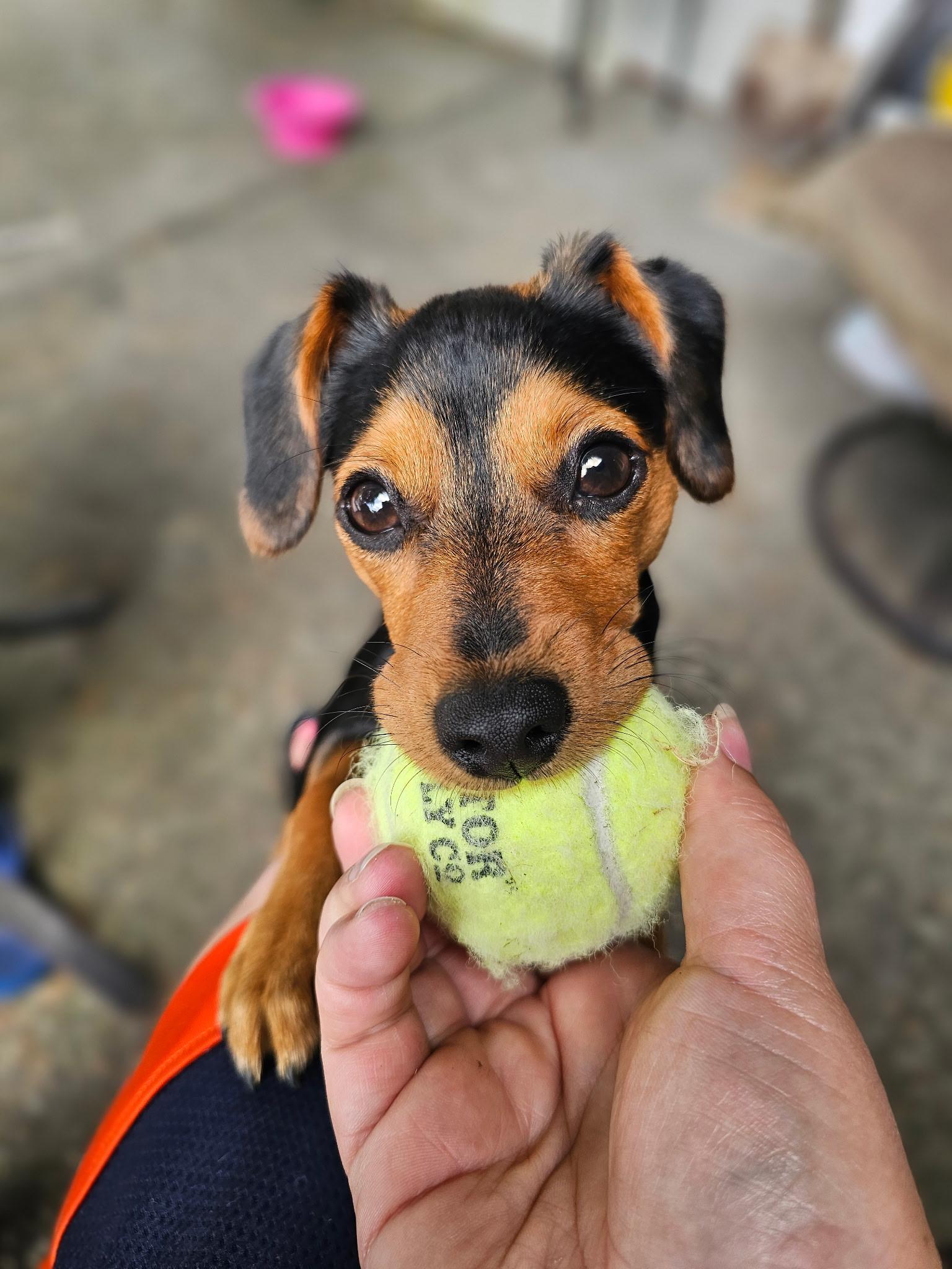 Enlarge Bee, a Adopted mixed breed in Oakville, WA image 1/5