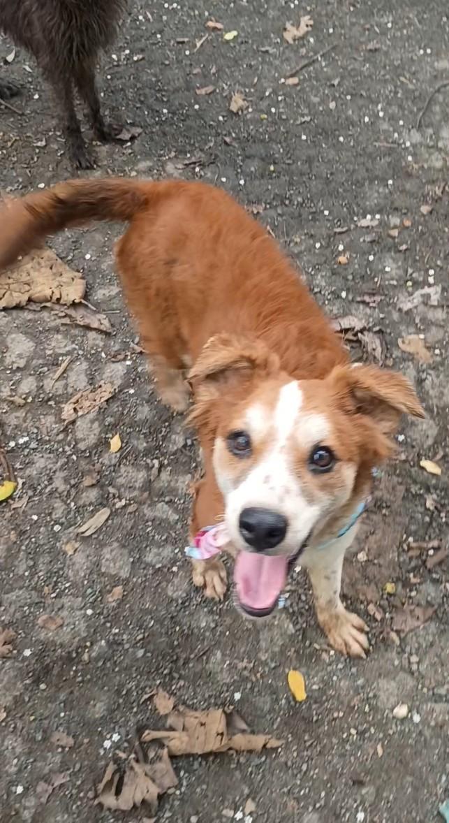 Daniela, Adoptable, Adult Female Spaniel.