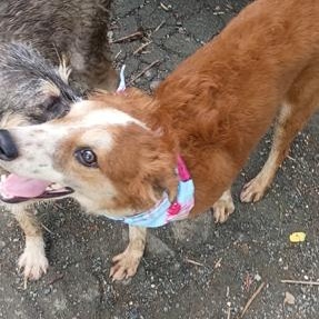 Enlarge Daniela, a Adoptable mixed breed in Albion, NY image 3/3