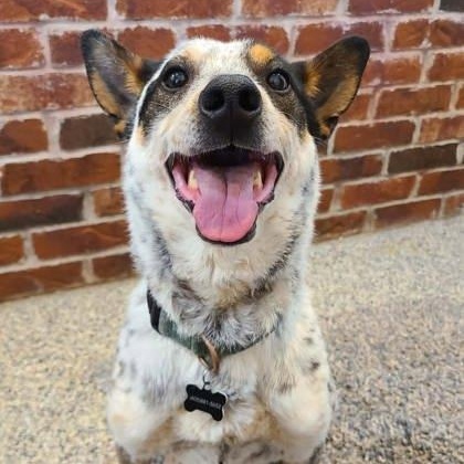 Enlarge Parker, a ADOPTABLE mixed breed in Warr Acres, OK image 1/3