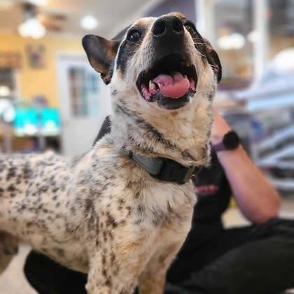 Enlarge Parker, a ADOPTABLE mixed breed in Warr Acres, OK image 2/3
