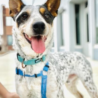 Enlarge Parker, a ADOPTABLE mixed breed in Warr Acres, OK image 3/3