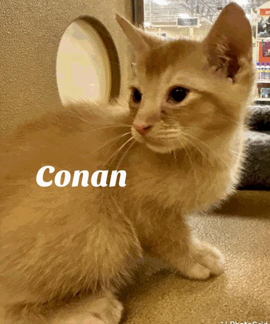 Conan