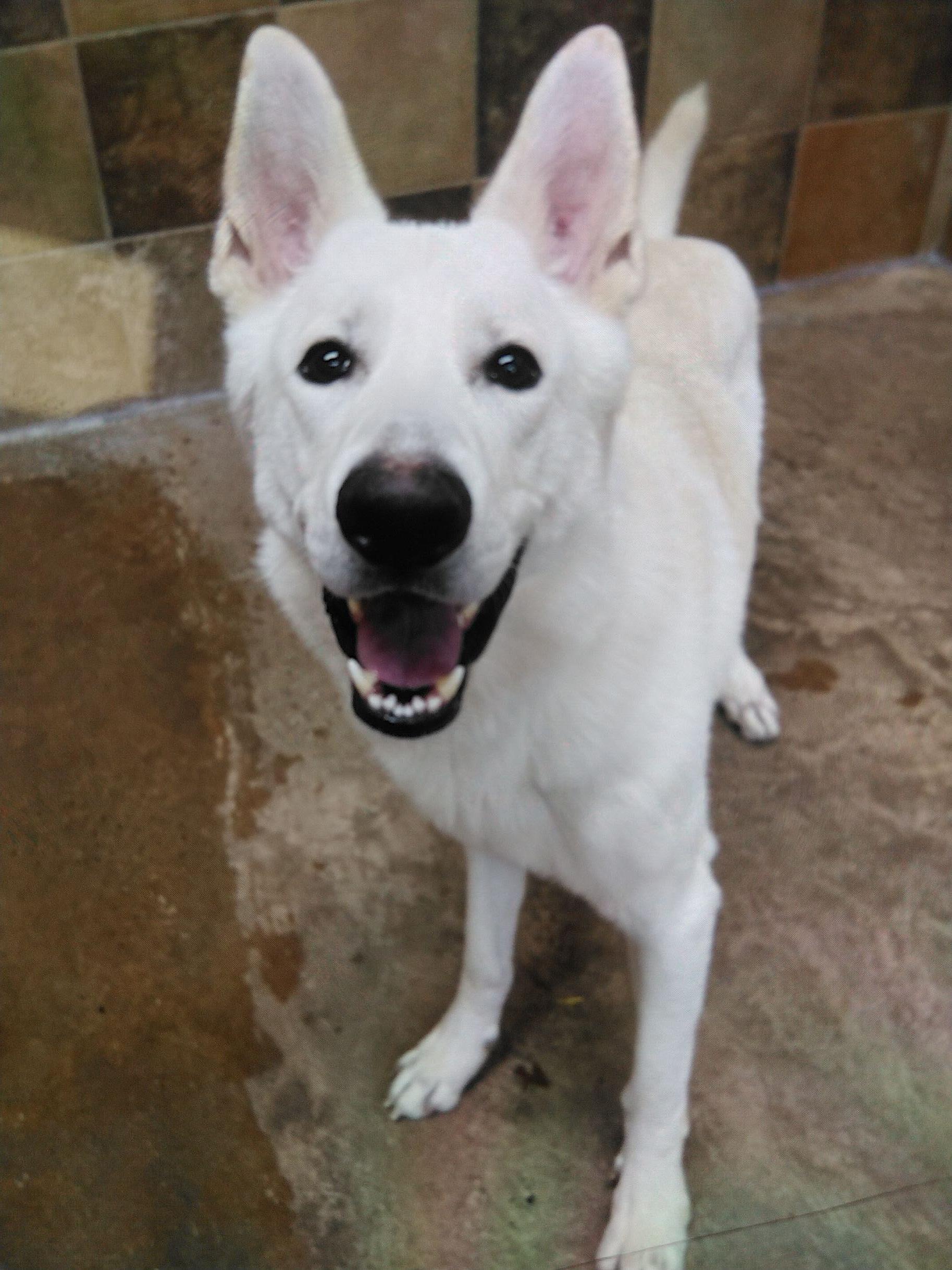 Wolfe — thumbnail 2