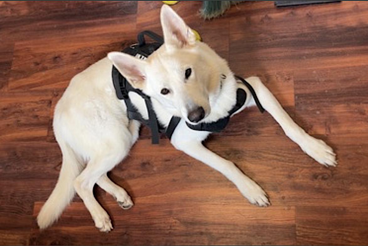 Wolfe — thumbnail 5