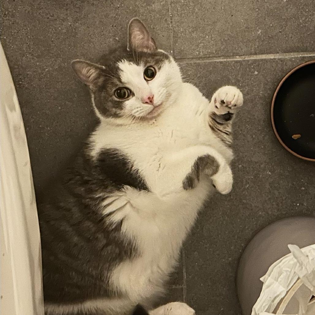 Mango (16369), Adoptable, Adult Female Domestic Short Hair.