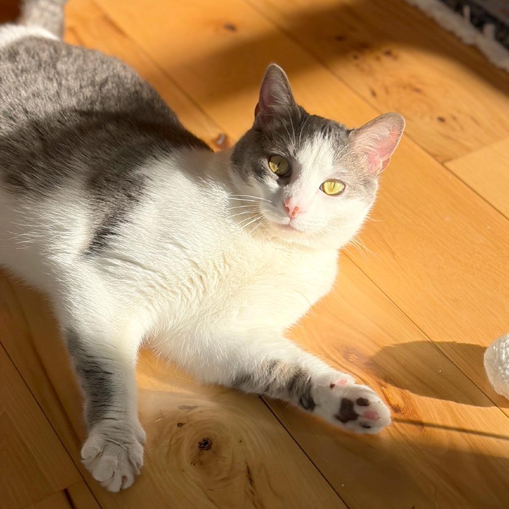 Enlarge Mango (16369), a Adoptable Domestic Short Hair in Washington, DC image 2/6