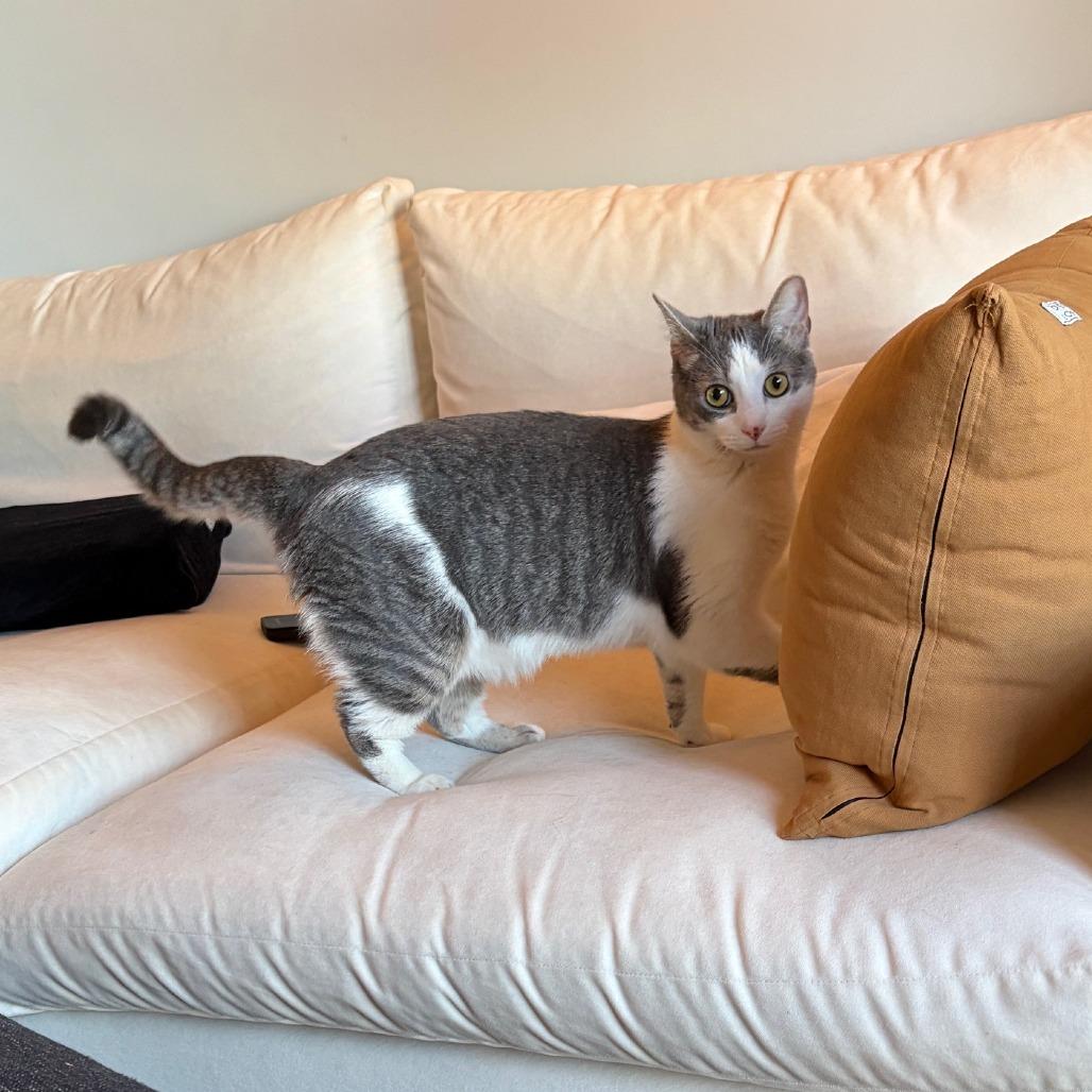 Enlarge Mango (16369), a Adoptable Domestic Short Hair in Washington, DC image 3/6