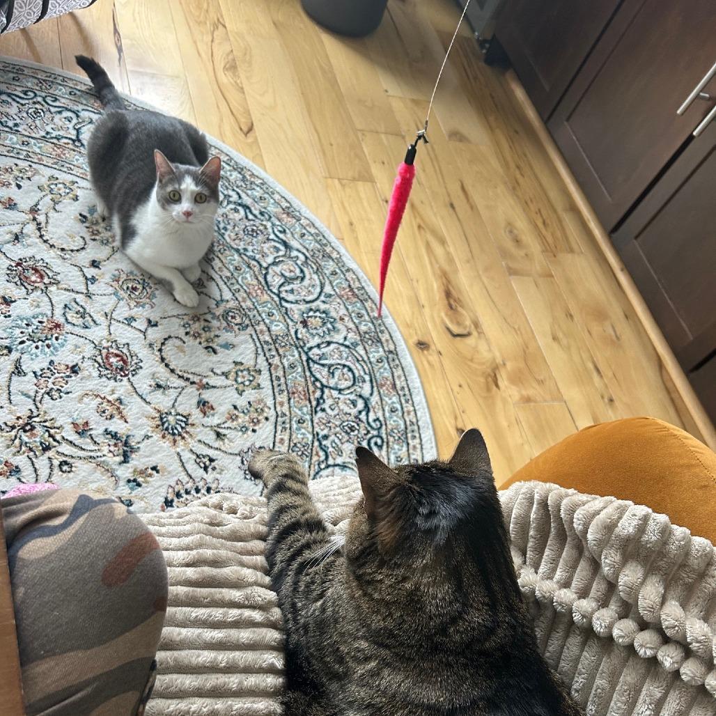 Enlarge Mango (16369), a Adoptable Domestic Short Hair in Washington, DC image 5/6