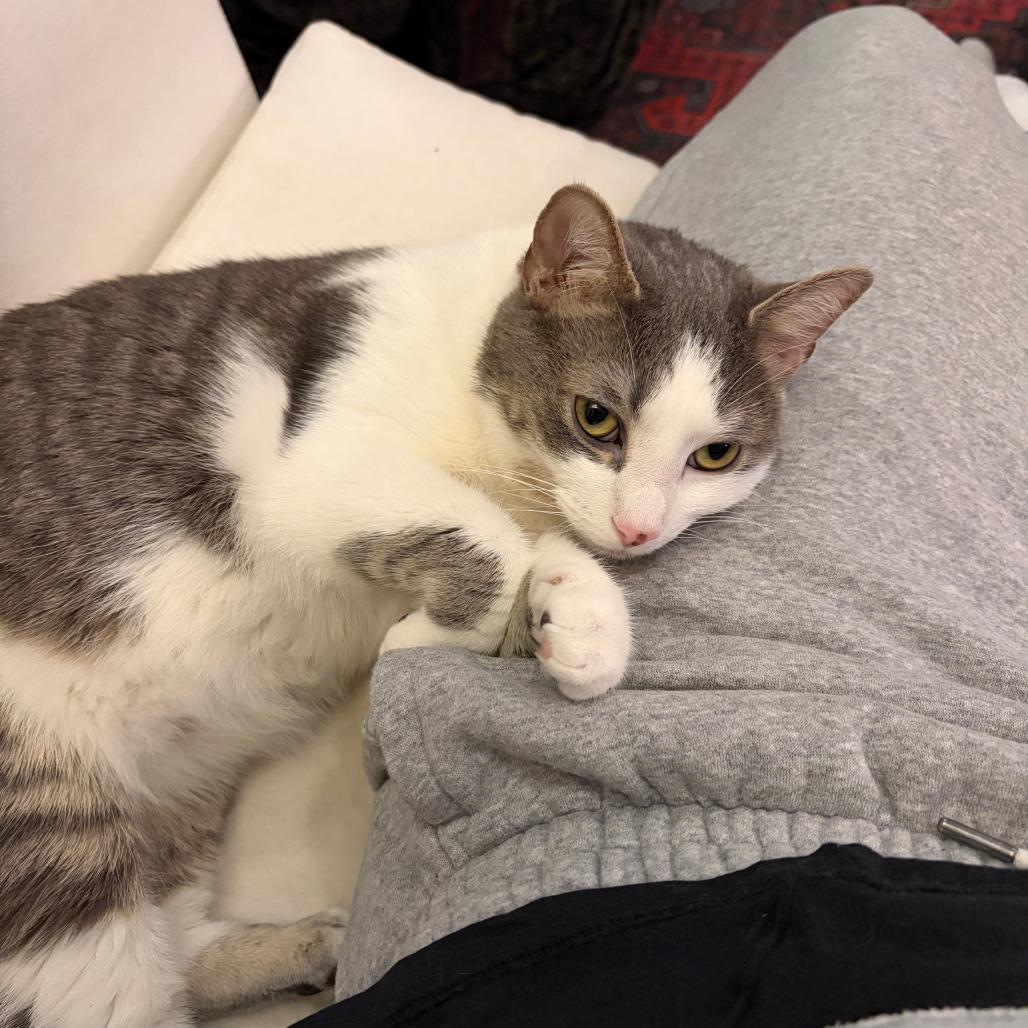 Enlarge Mango (16369), a Adoptable Domestic Short Hair in Washington, DC image 6/6