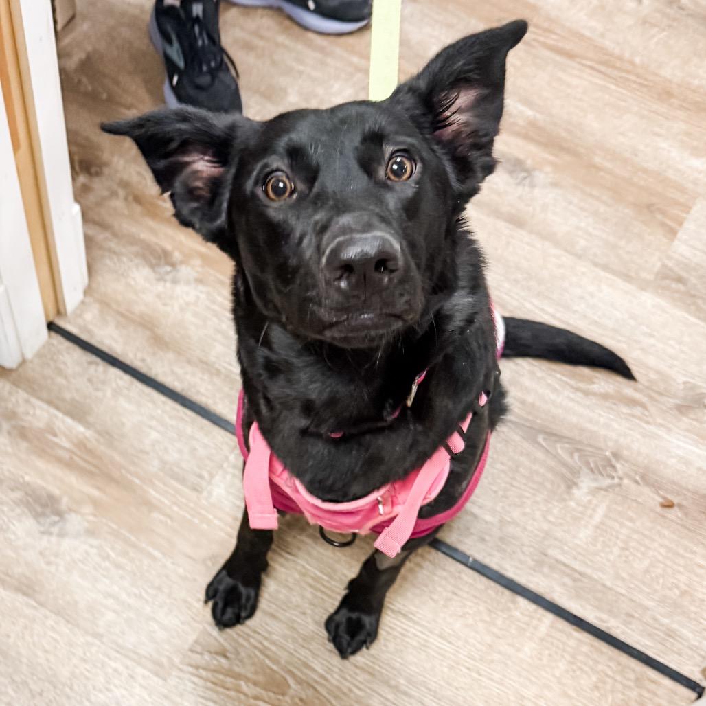 Enlarge 371 (2026) Millie, a Adoptable mixed breed in Parker, CO image 1/6