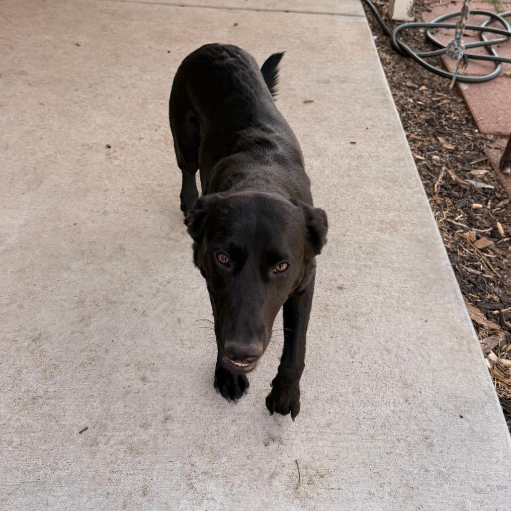 Enlarge 371 (2026) Millie, a Adoptable mixed breed in Parker, CO image 2/6